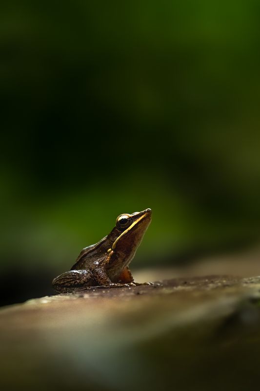 Golden-backed Frog фото превью
