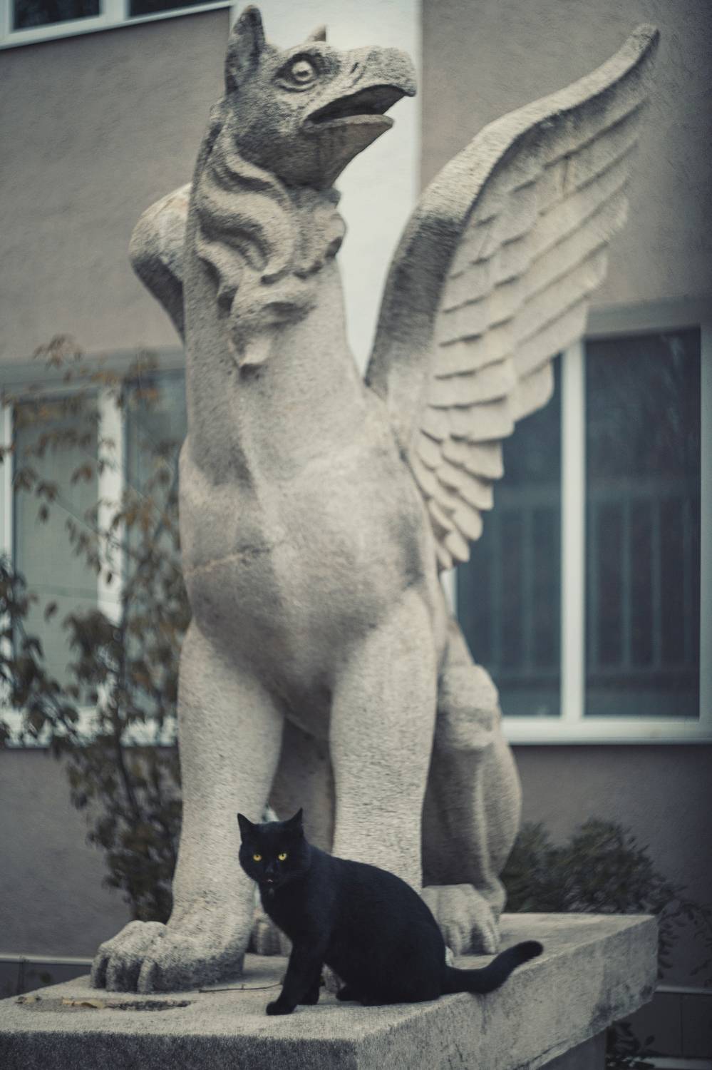 город, музей, двор, лапидарий, грифон, страж, мифология, кошечка, кошка, боке, винтажная оптика, гелиос 44-2, керчь, крым, россия, Щербак Анатолий