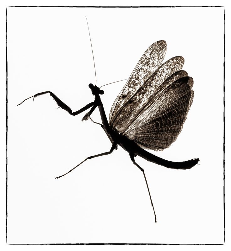 насекомое, хищник, богомол, каролинский Каролинский богомол фото превью