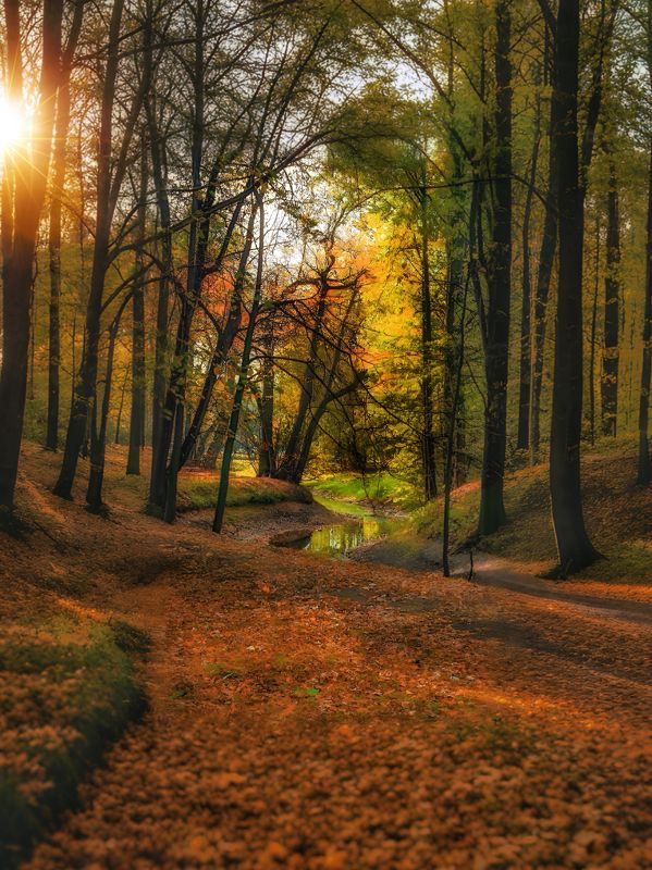 пейзаж, landscape, nature, природа, осень, autumn, золотаяосень, goldatum, лес, forest *** фото превью