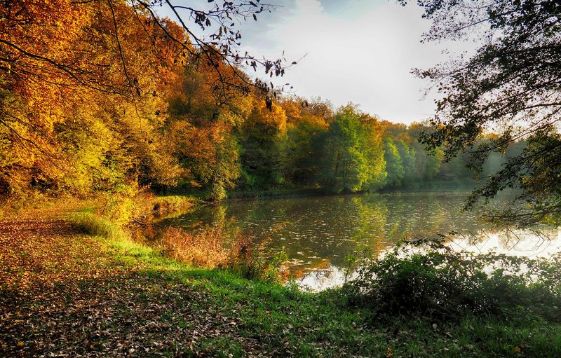 Lake in the forest фото превью