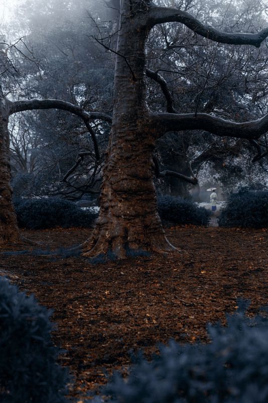 япония шепот Кодама фото превью