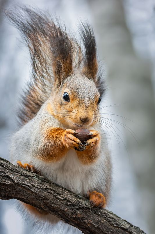 Белочка с орешком фото превью