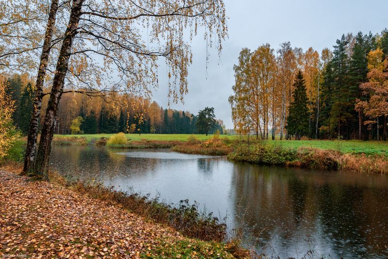 павловский парк, осень, дождь, павловск, санкт-петербург Дождливый день в парке фото превью