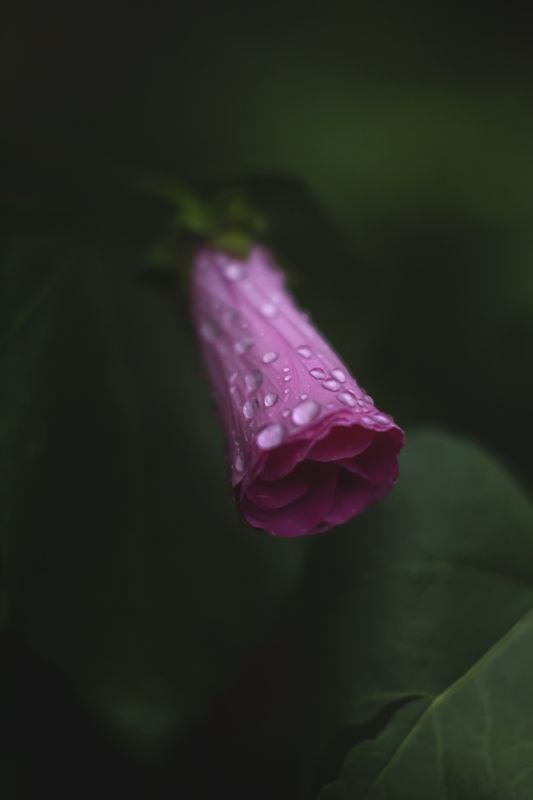 Лаватера фото превью