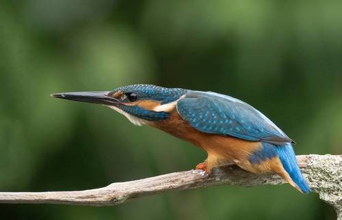 Kingfisher