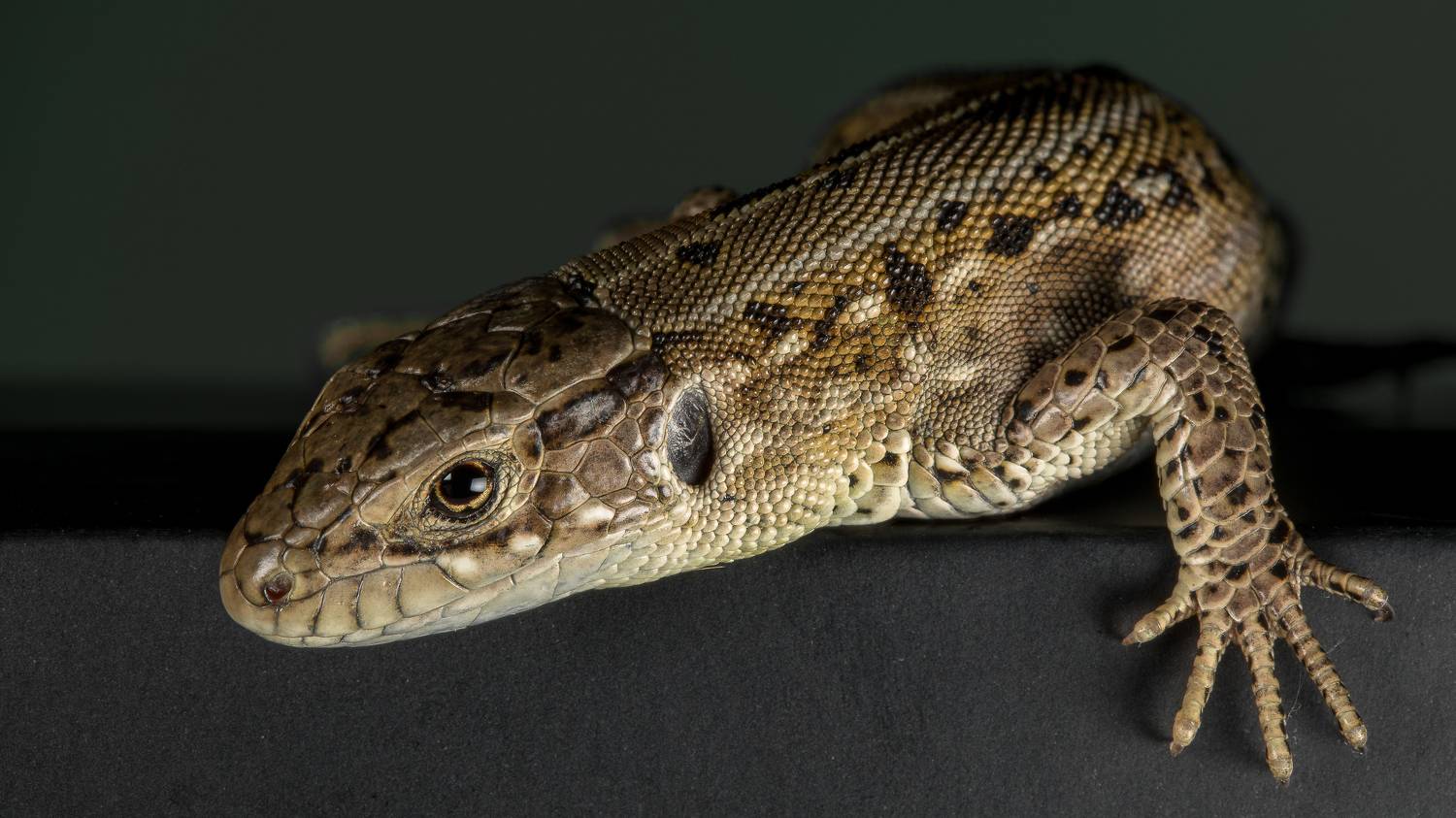 , Андрей Кривов