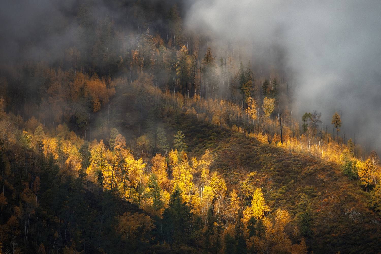 Алтай, Гусева Елена