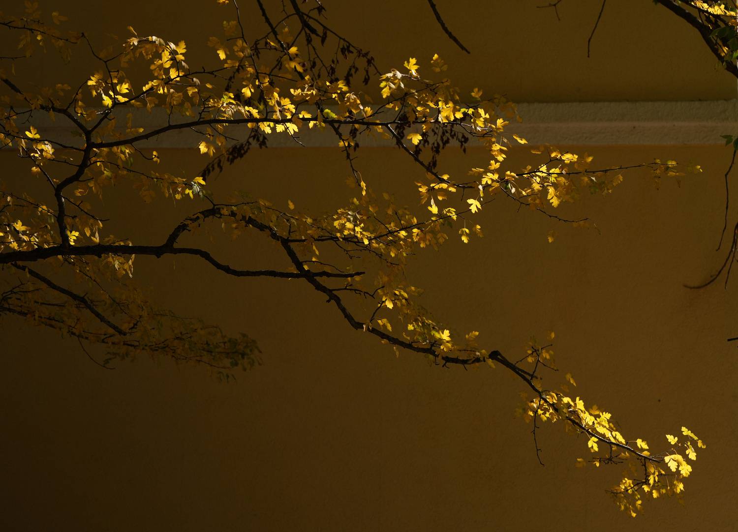 , Светлана Зимина