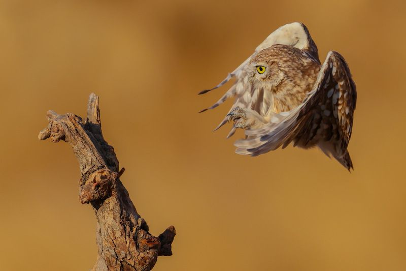 Little owl  фото превью