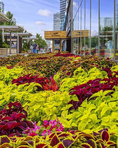 Московские клумбы