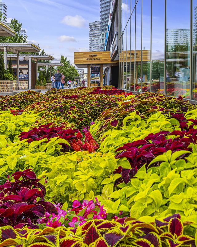 клумба, цветы Московские клумбы фото превью