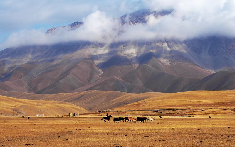 Люди кони...коровы... фото превью
