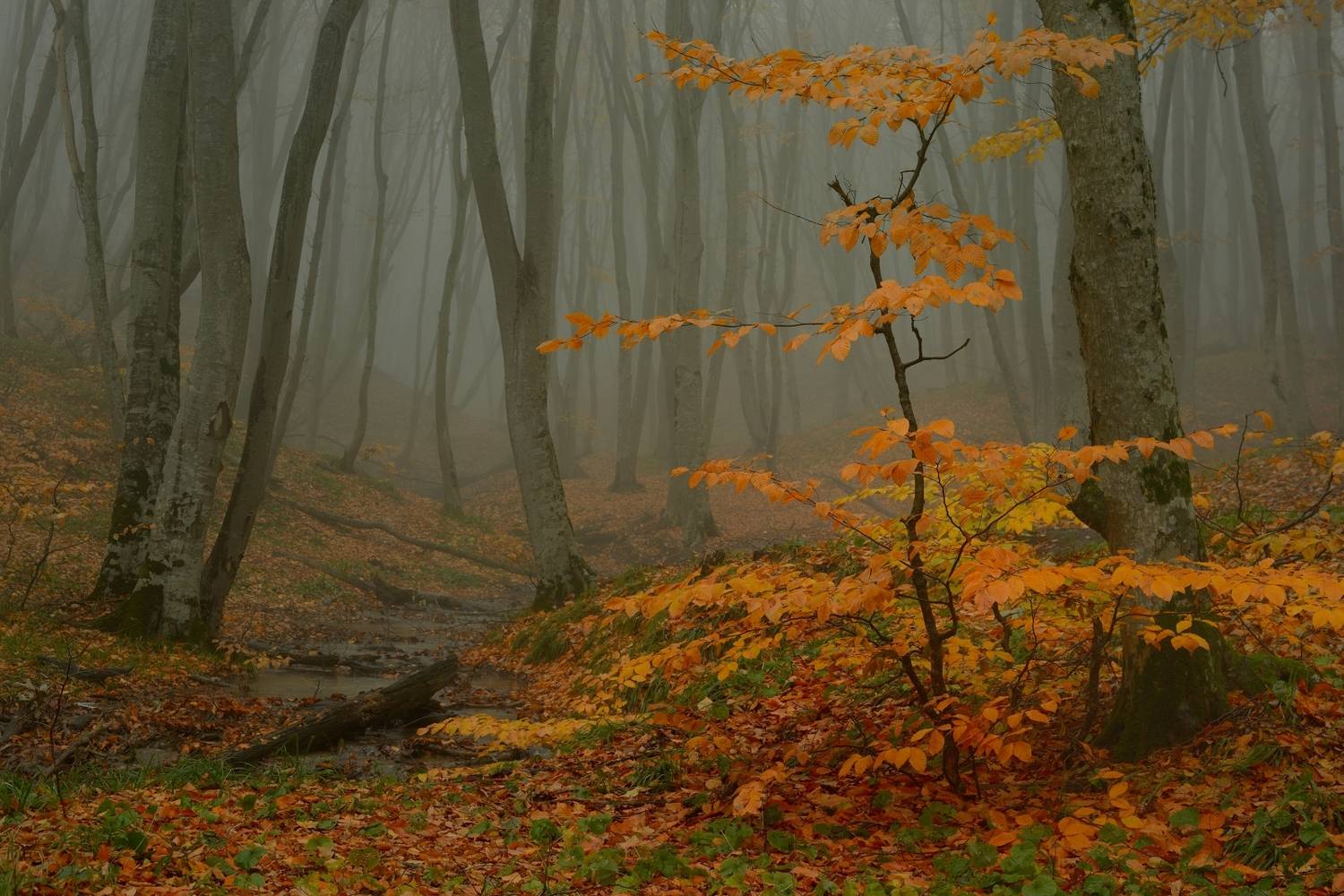 осень листва утро лес, Александр Жарников