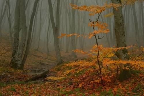 Осеннее утро