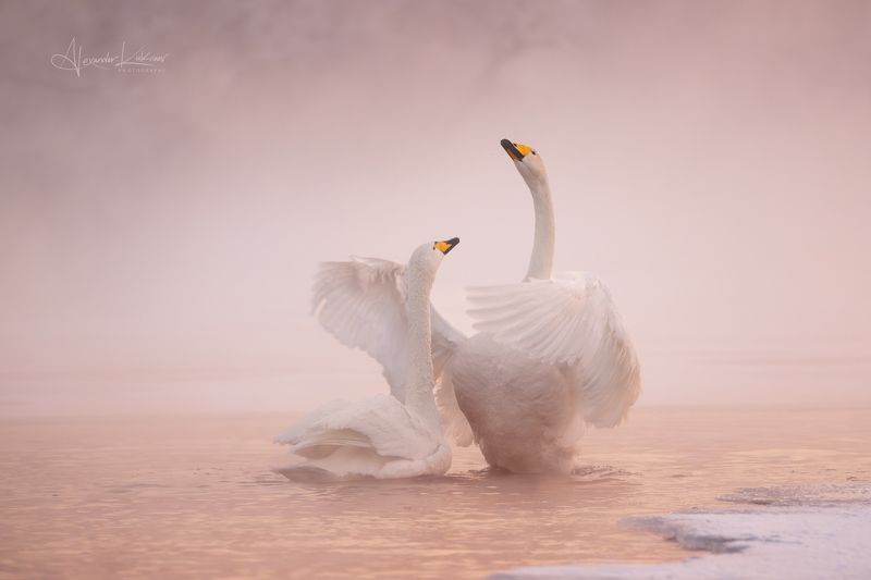 лебеди,утро,мороз,алтай Морозная нежность... фото превью