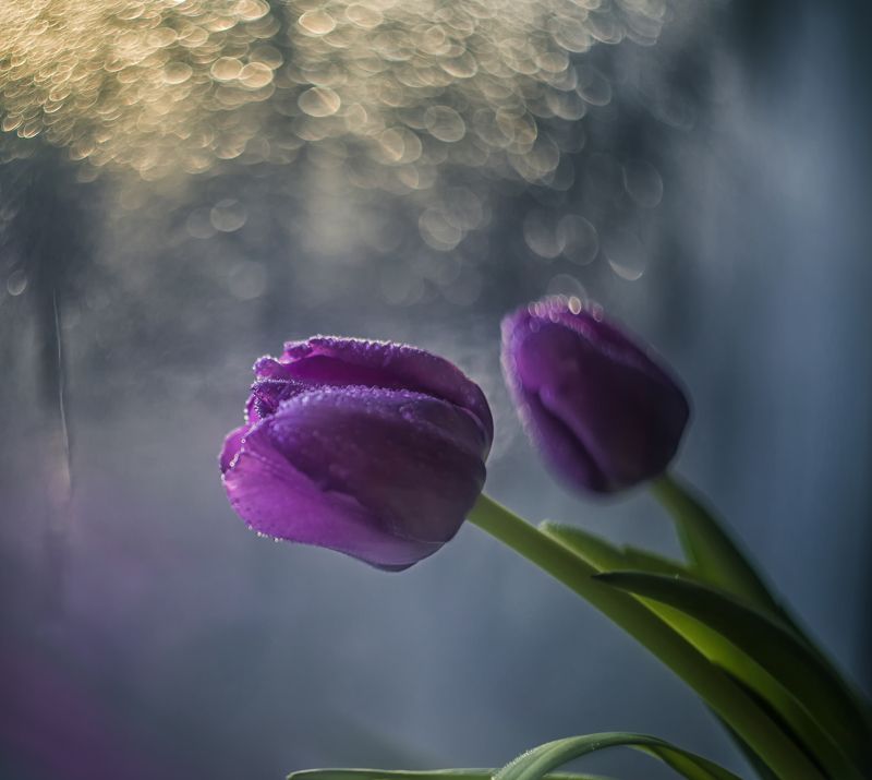 Тюльпановое утро фото превью