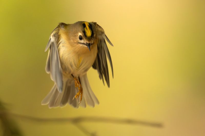 Королёк. фото превью