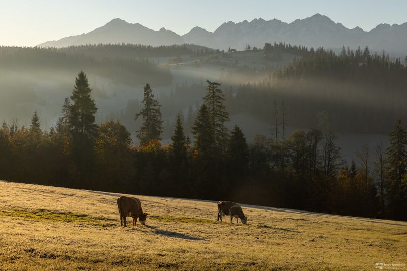 Morning Grazing фото превью
