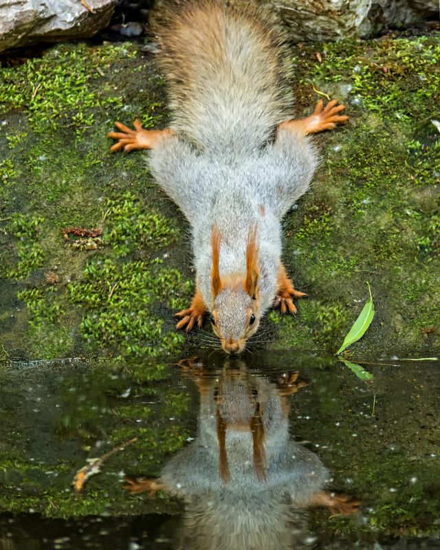 белка, водопой, водопой.. фото превью