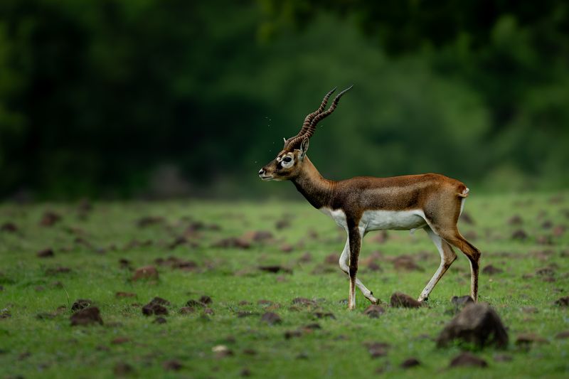 Horns of Glory фото превью