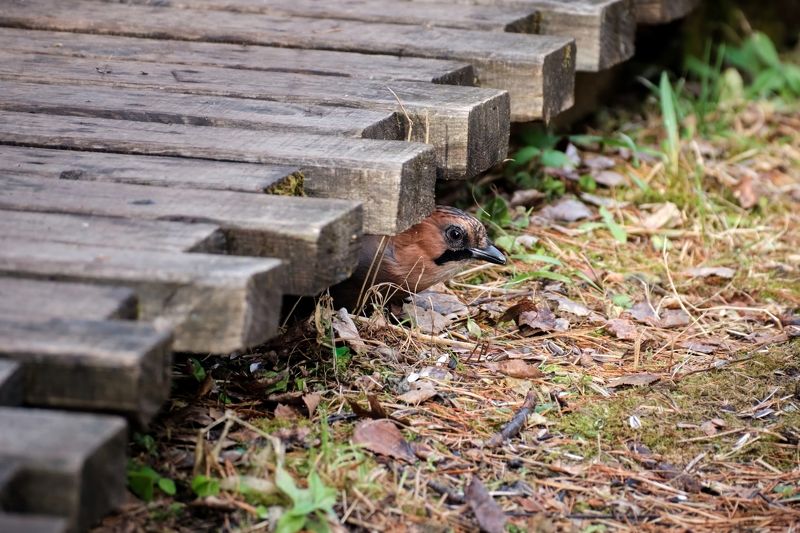 сойка, птицы, красноярские столбы Пара минут из жизни сойки фото превью