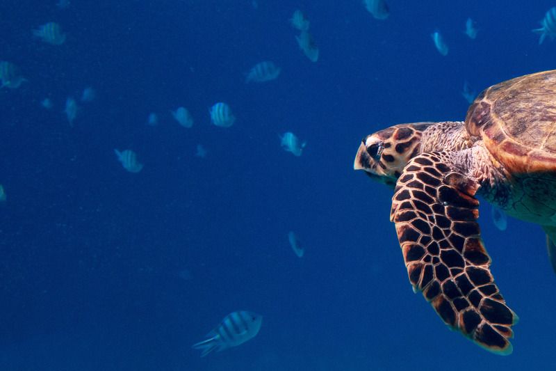 Бисса фото превью