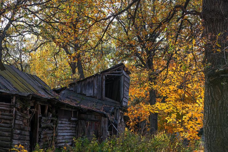 осень дубы сарай Про осень... фото превью