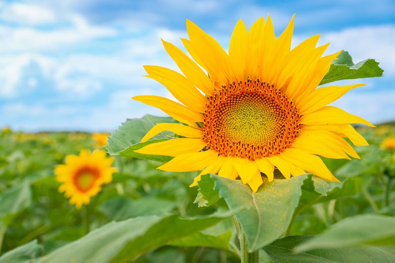 Подсолнухи фото превью