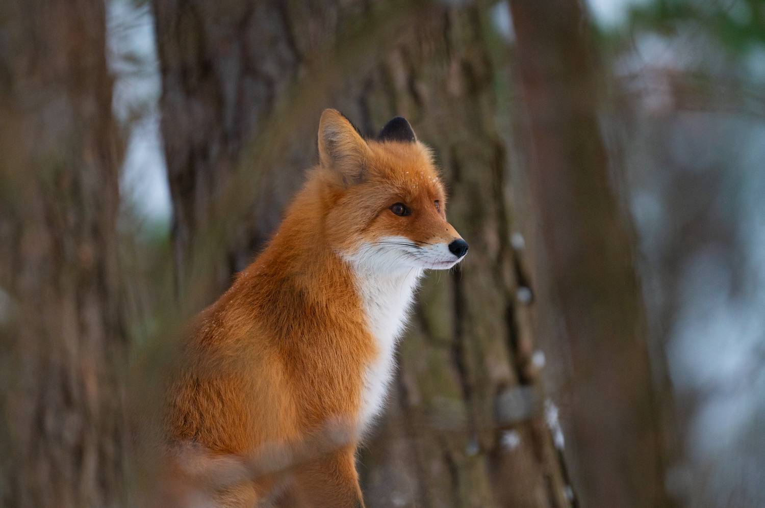 лиса, дубна, животные, природа, красота, Алексеев Артём