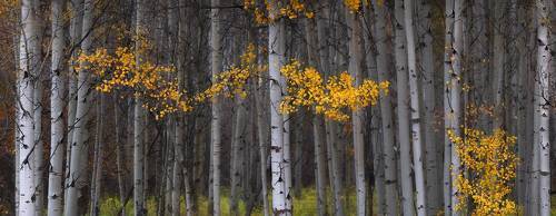 Whispering Aspens