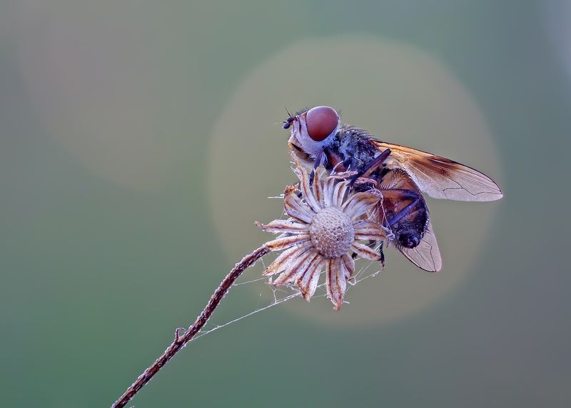 Муха фото превью