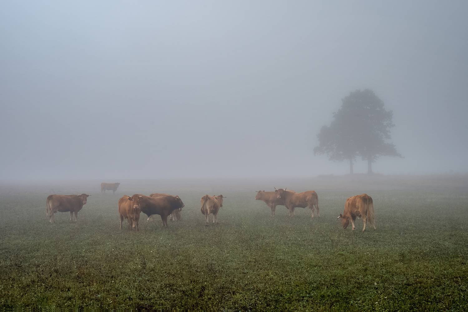 tree,mist,morning,cows,field, Eugenijus Rauduve