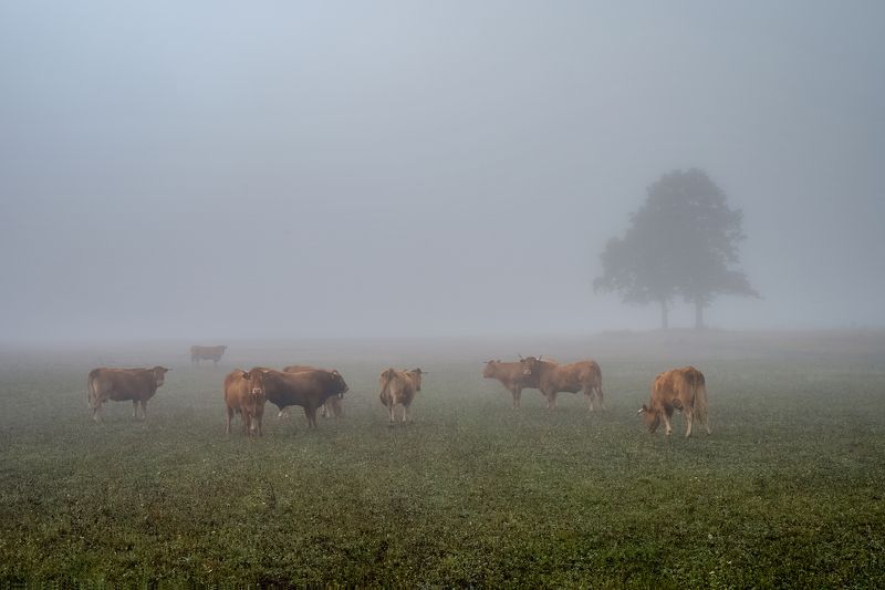 tree,mist,morning,cows,field In the fields фото превью