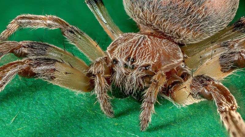 spider, паук  фото превью