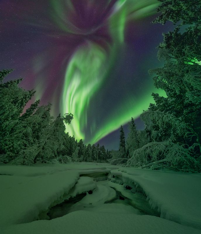 Сказочный лес. фото превью