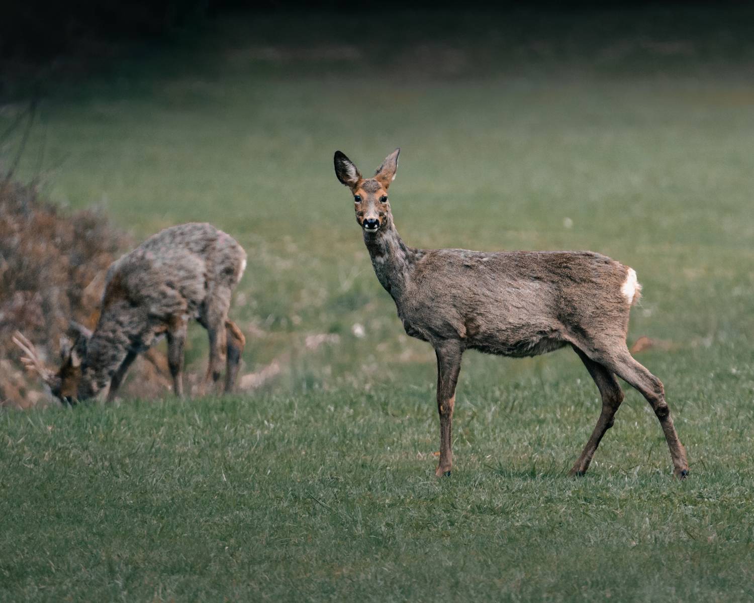 дикая природа, олень, Soul