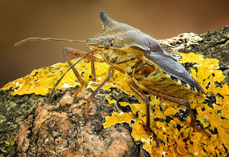 Dolycoris baccarum фото превью