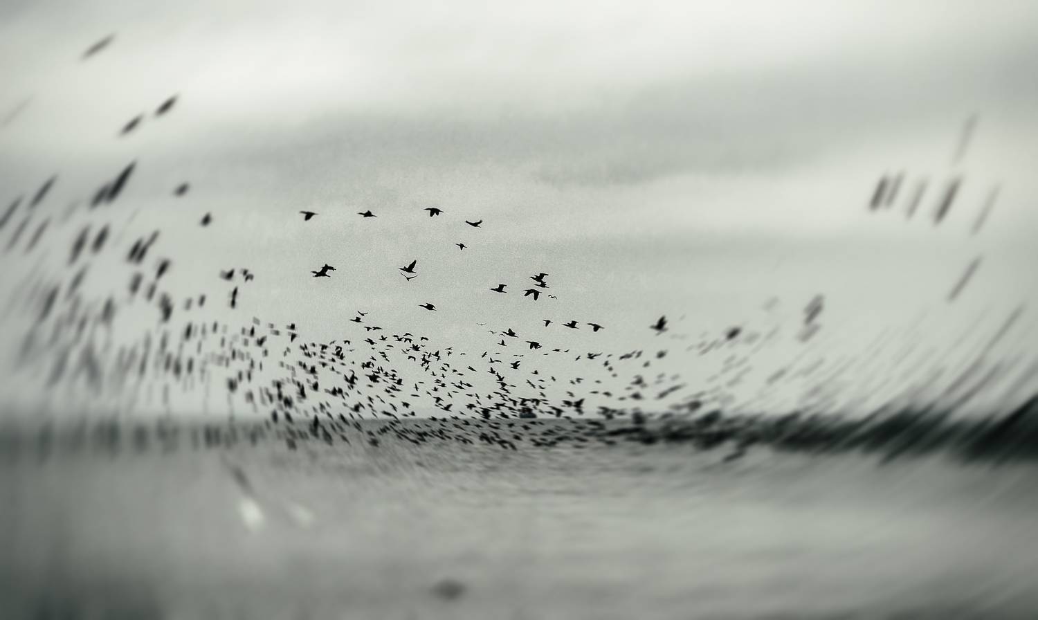 черно-белое, монохром, полёт, птицы, стилизация, бакланы, винтажная оптика, гелиос 44-2, керчь, республика крым, россия, Щербак Анатолий