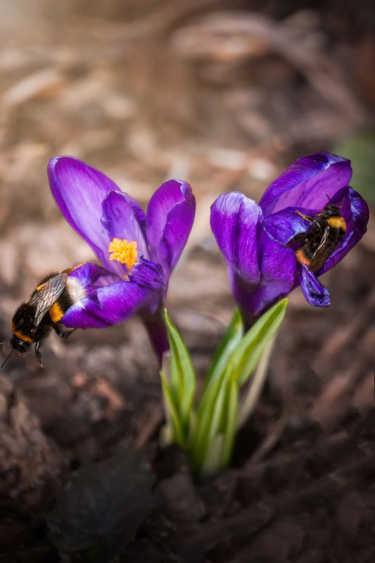 Шмели на цветках фото превью