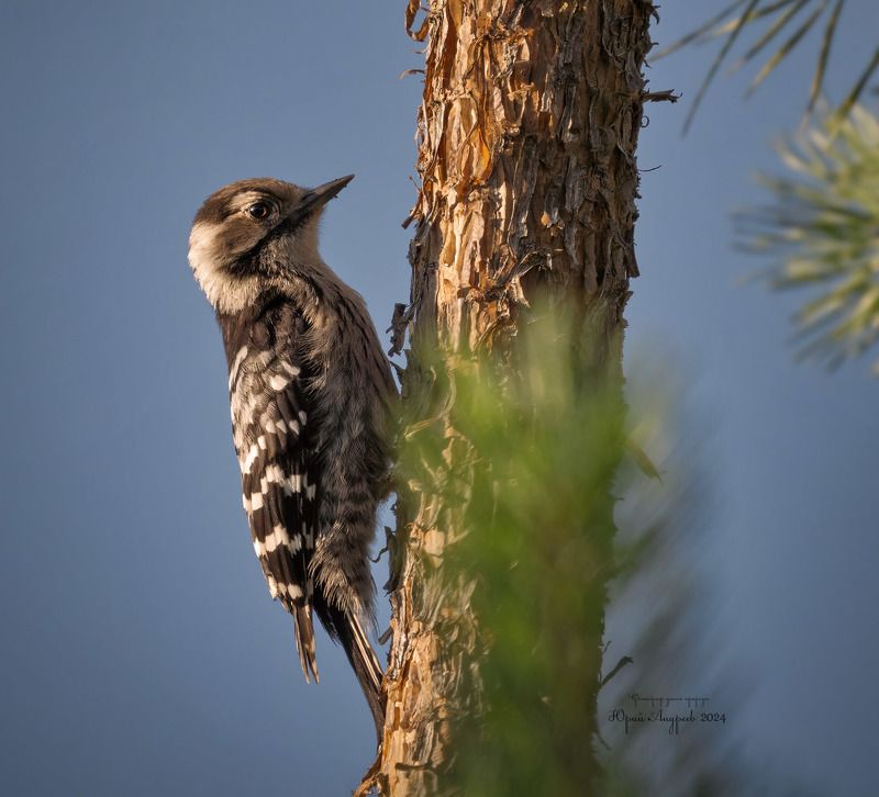 малый пестрый дятел МПД фото превью