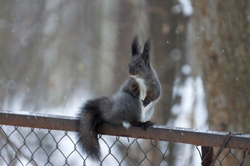 Белка на заборе фото превью