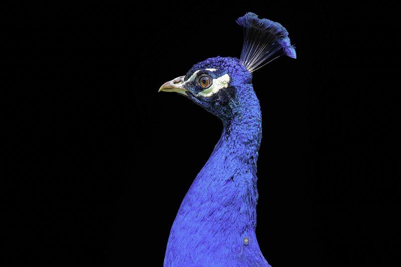 Peafowl фото превью