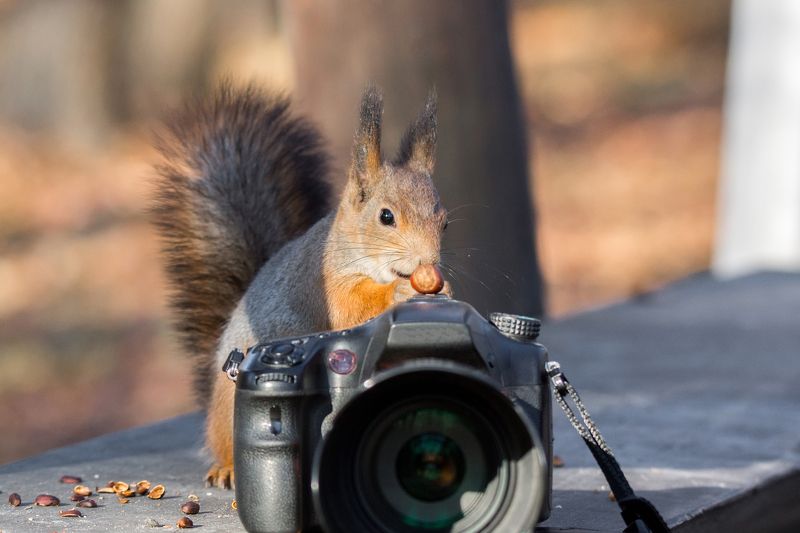Белка фотограф фото превью