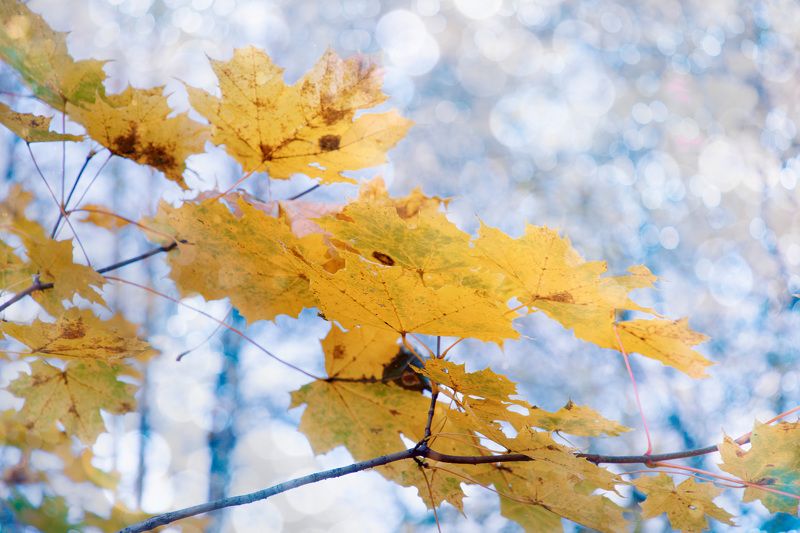 осень, листва Осенняя зарисовка фото превью