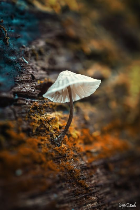 Макрофото. Мицена желтоокаймленная. фото превью