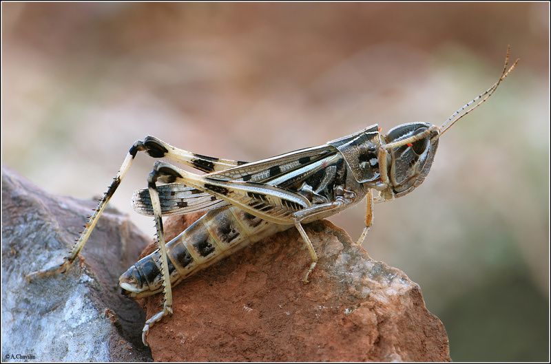 кузнечик,попало,за,шиворот Что-то за шиворот попало ) фото превью