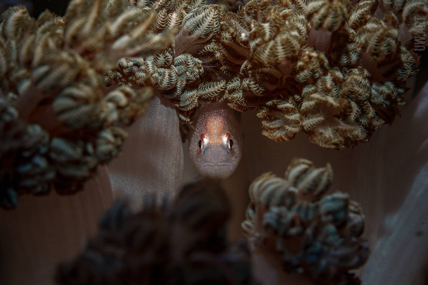 , Савин Андрей