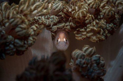 Здрасте - волосы покрасте