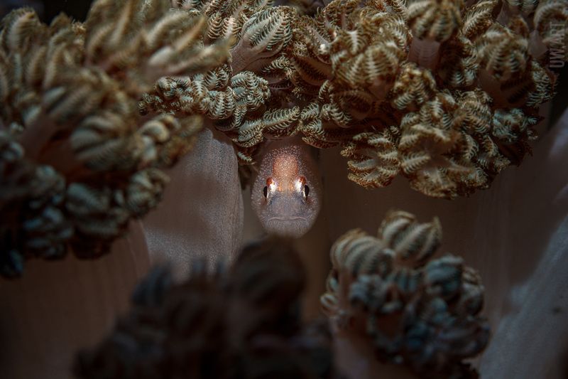 Здрасте - волосы покрасте фото превью